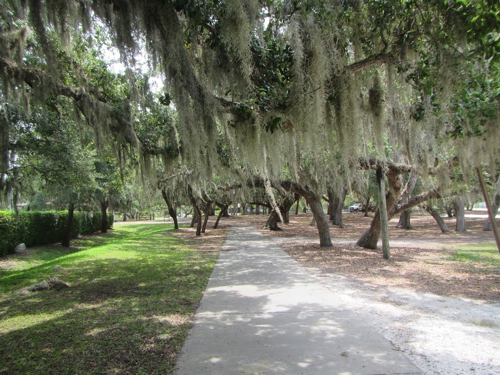 Coole Bäume Coole Bäume