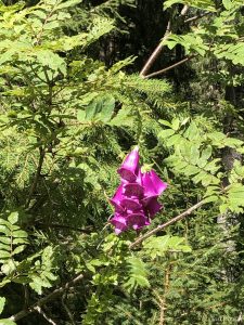 Einfach wunderschön