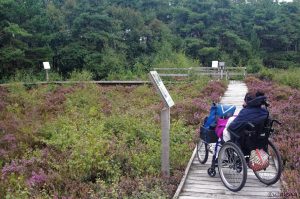 Torfabbau und die neue Bepflanzung
